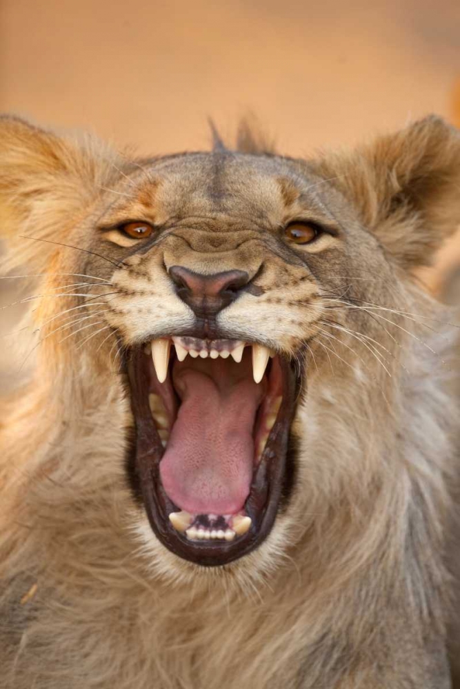 Wall Art Painting id:136583, Name: Africa, Namibia Male lion growling, Artist: Zuckerman, Jim
