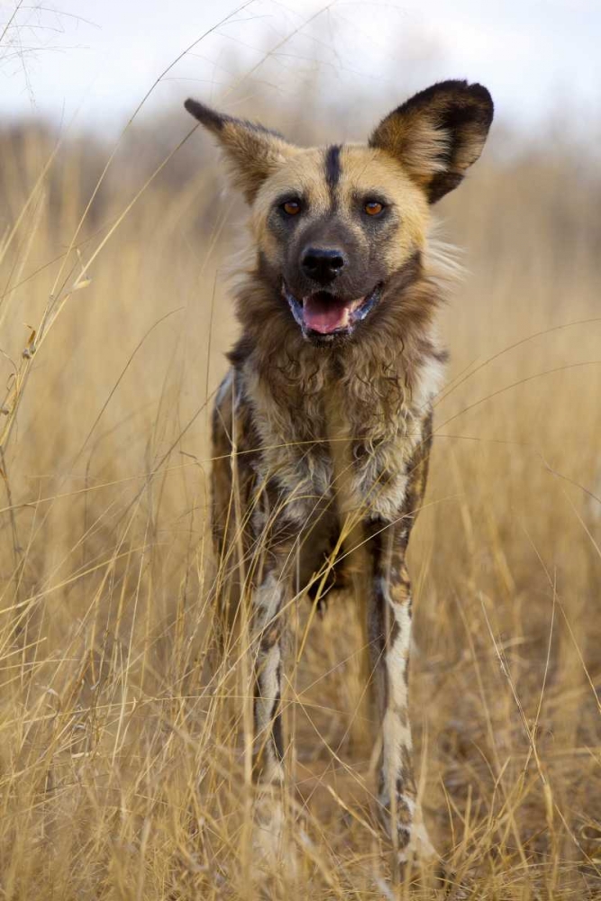 Art Print: Africa, Namibia Wild dog close-up