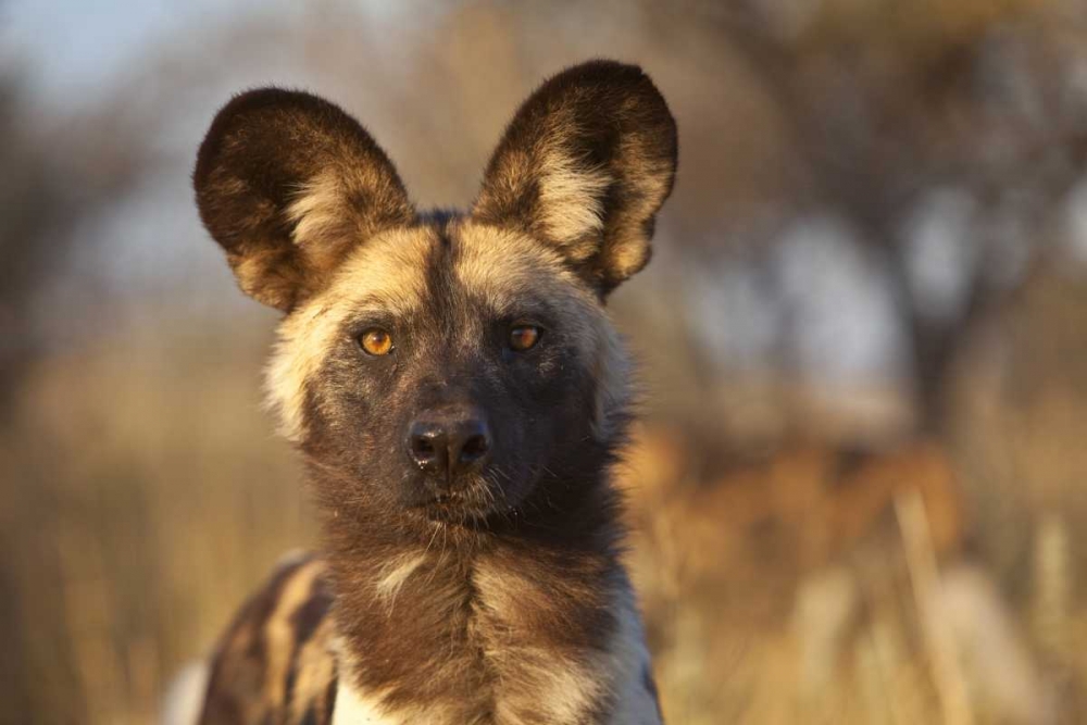 Wall Art Painting id:136578, Name: Africa, Namibia Wild dog portrait, Artist: Zuckerman, Jim