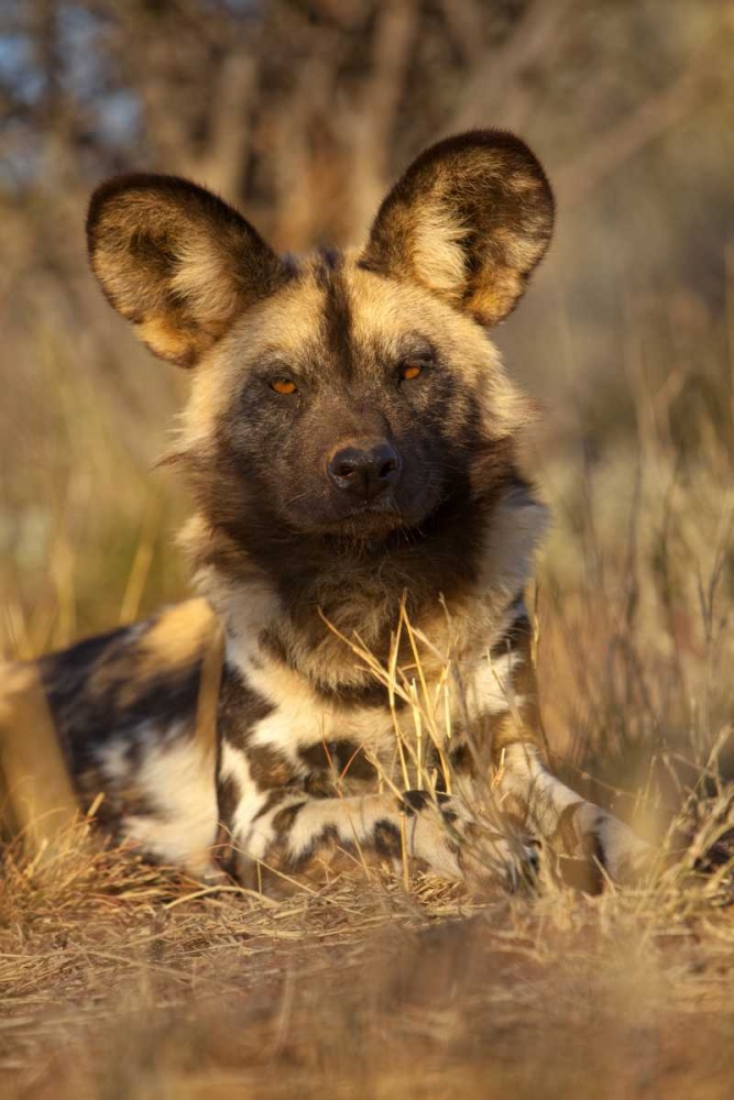 Wall Art Painting id:136569, Name: Africa, Namibia Wild dog resting, Artist: Zuckerman, Jim