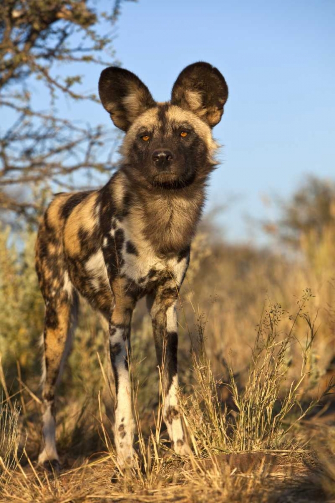 Wall Art Painting id:136579, Name: Africa, Namibia Wild dog close-up, Artist: Zuckerman, Jim