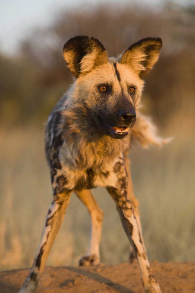Art Print: Africa, Namibia Wild dog close-up