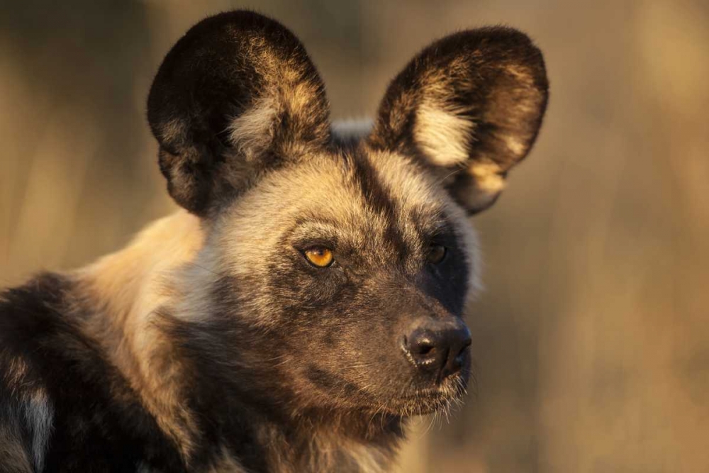 Wall Art Painting id:136581, Name: Africa, Namibia Wild dog portrait, Artist: Zuckerman, Jim