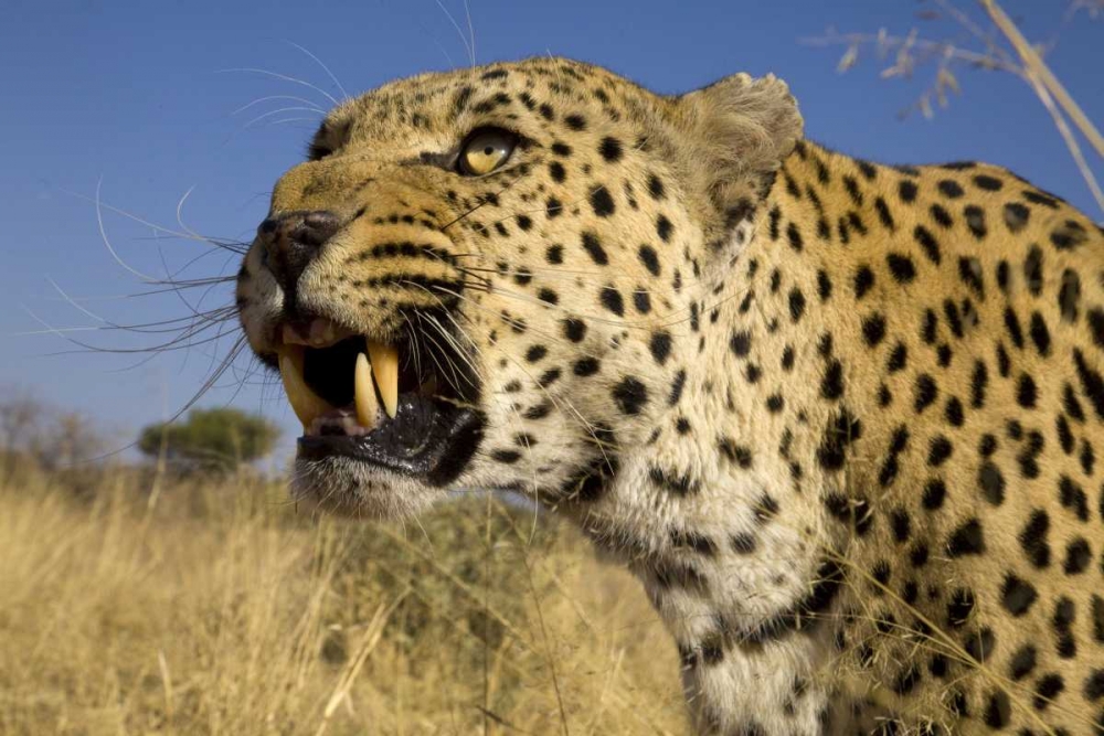 Art Print: Africa, Namibia Leopard snarling