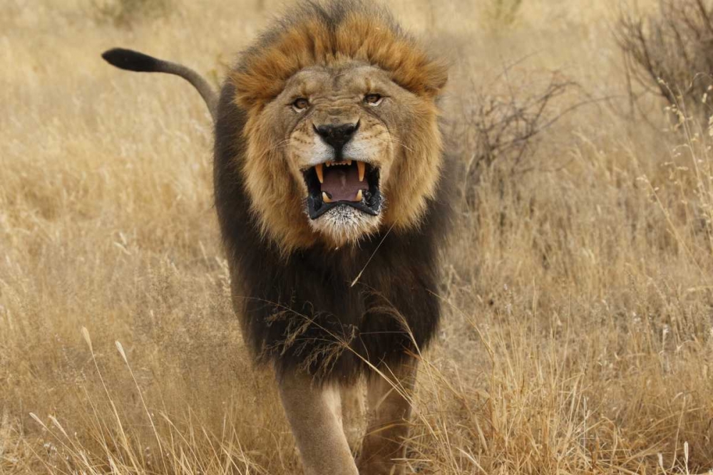 Wall Art Painting id:136592, Name: Africa, Namibia Aggressive male lion, Artist: Zuckerman, Jim