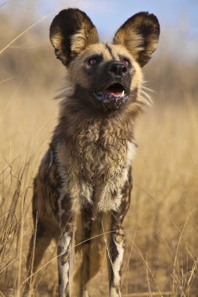 Wall Art Painting id:136582, Name: Africa, Namibia Wild dog close-up, Artist: Zuckerman, Jim