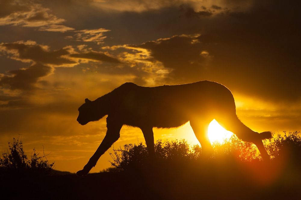 Wall art: Namibia Cheetah silhouette at sunset, by Jaynes Gallery