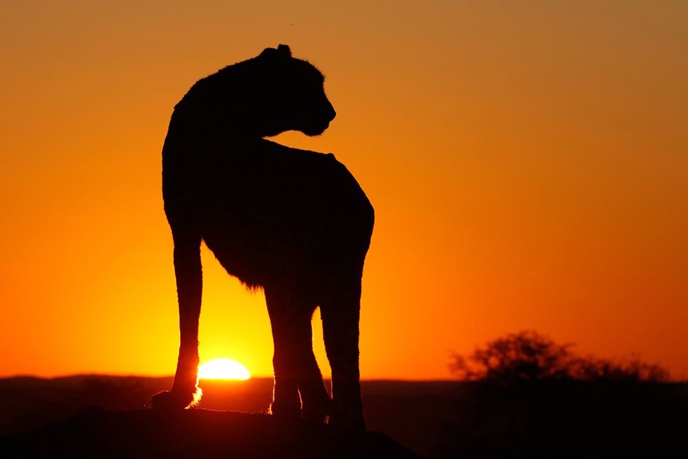 Wall art: Namibia Cheetah silhouette at sunset, by Jaynes Gallery