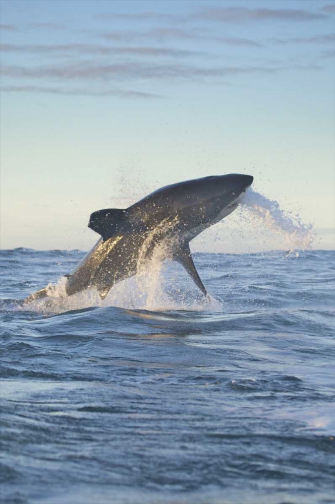 Art Print: South Cape Town A great white shark hunting