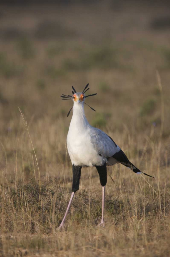 Art Print: South Port Elizabeth A secretary bird portrait