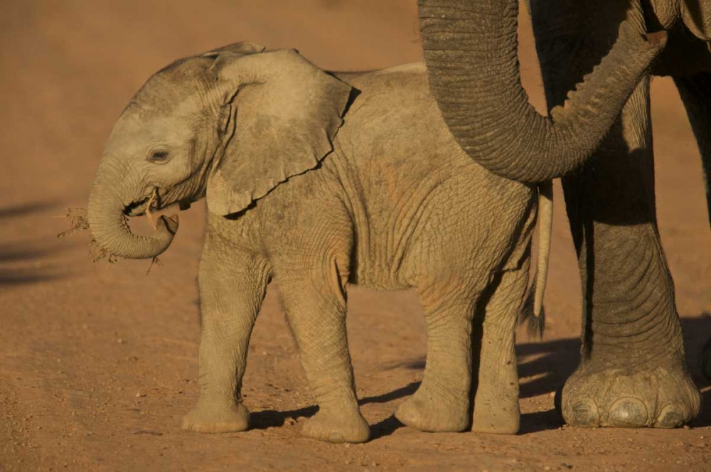 Art Print: South Africa Baby elephant plays with a branch