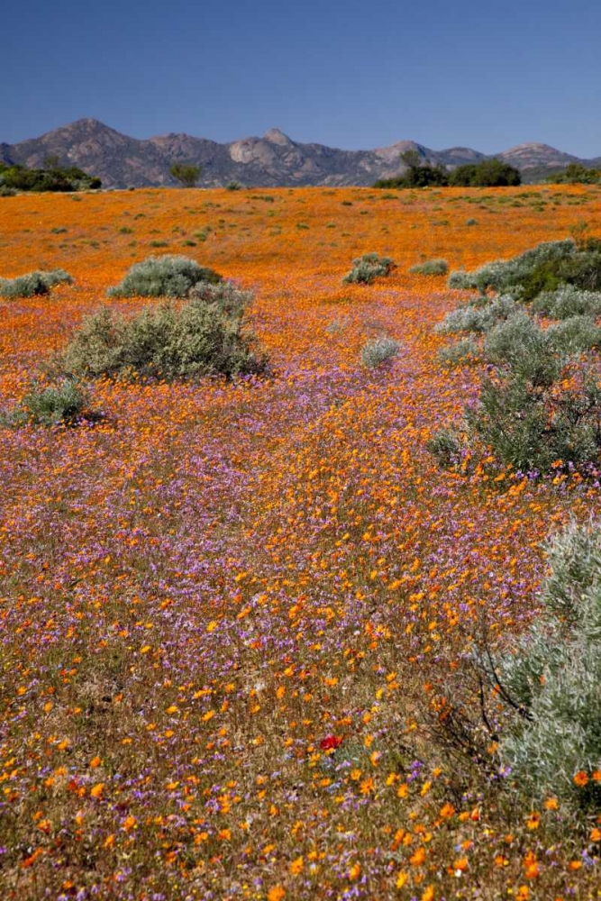 Wall Art Painting id:130060, Name: Wildflower season, Namaqua NP, South Africa, Artist: Kaveney, Wendy