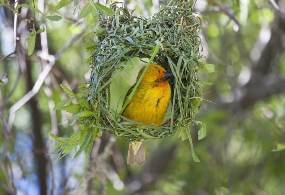 Art Print: Slender-billed Weaver, Kamieskroon, South Africa