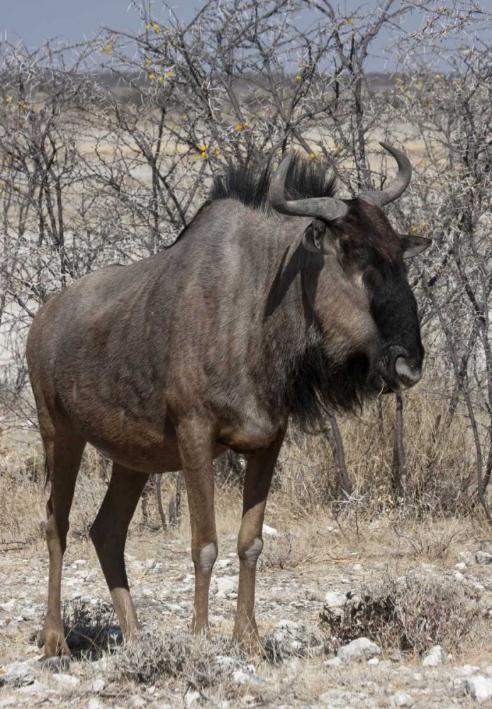 Art Print: Solitary wildebeest, Etosha NP, Namibia