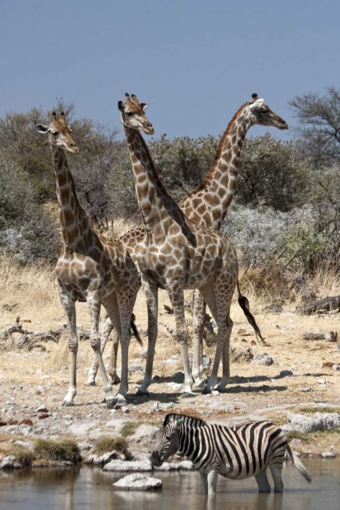 Art Print: Giraffe and zebra at water, Etosha NP, Namibia