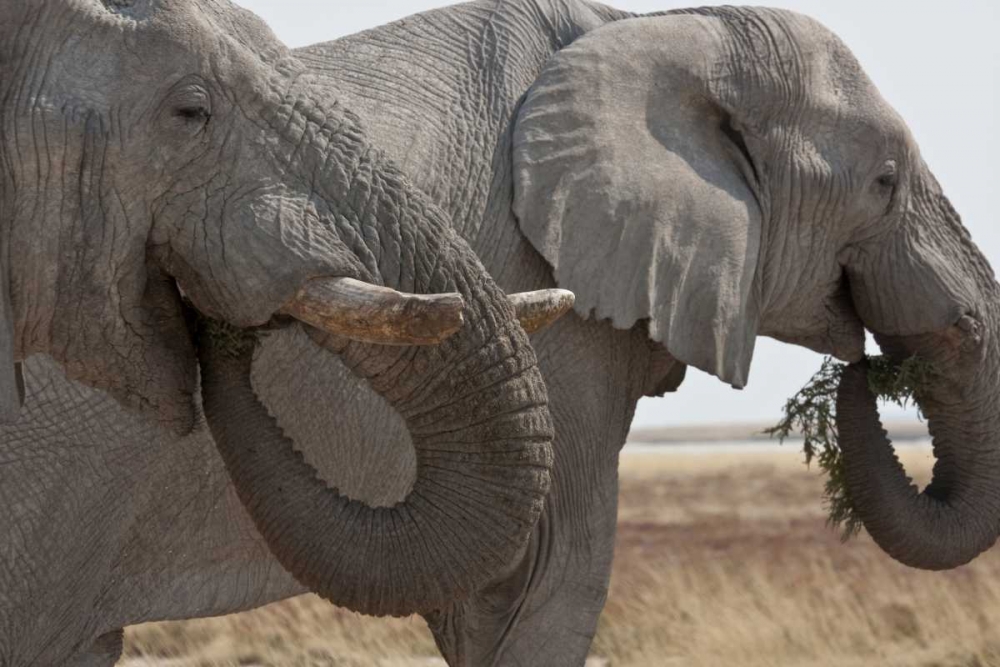 Art Print: Two elephants eating plants, Etosha NP, Namibia