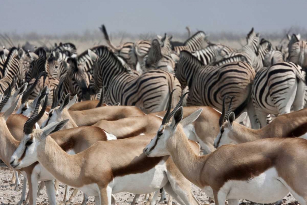Art Print: Springboks and zebras, Etosha NP, Namibia