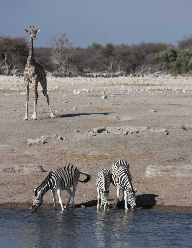 Art Print: Namibia, Etosha NP Zebra and giraffe at Chudop