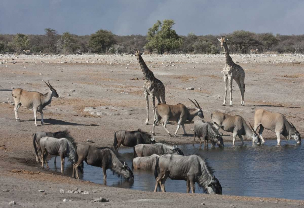 Art Print: Namibia, Etosha NP  Animals at Chudop waterhole