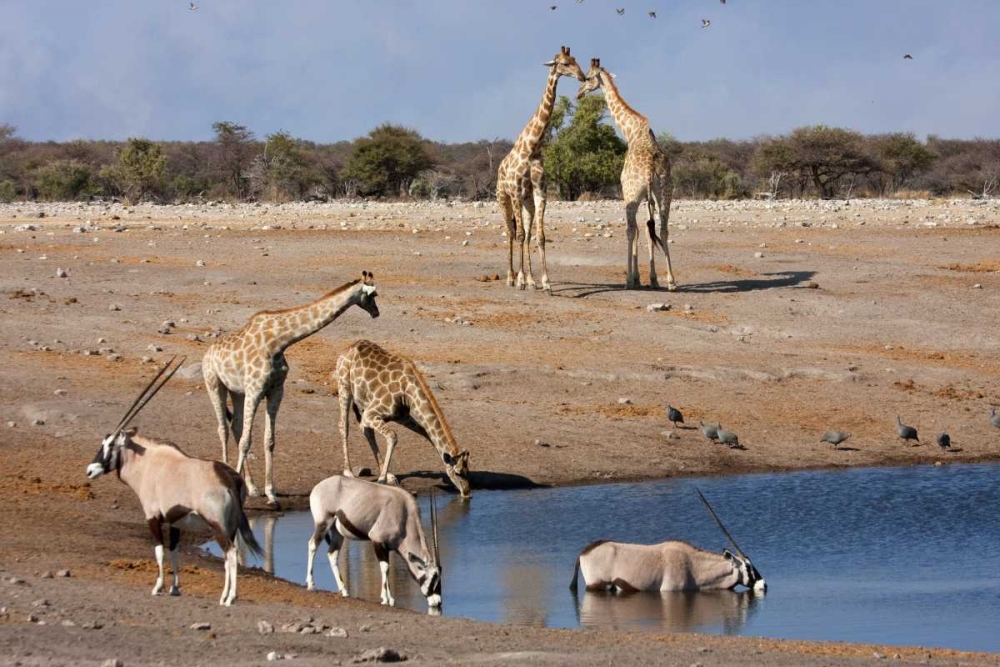 Art Print: Namibia, Etosha NP Oryx and giraffe at Chudop