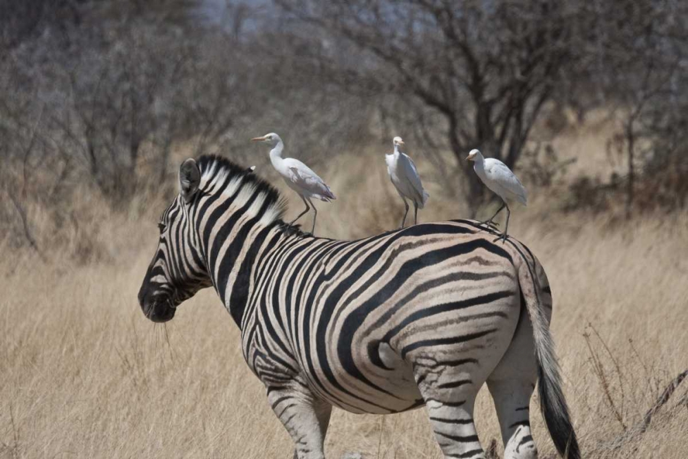 Art Print: Namibia, Etosha NP Zebra with three egrets