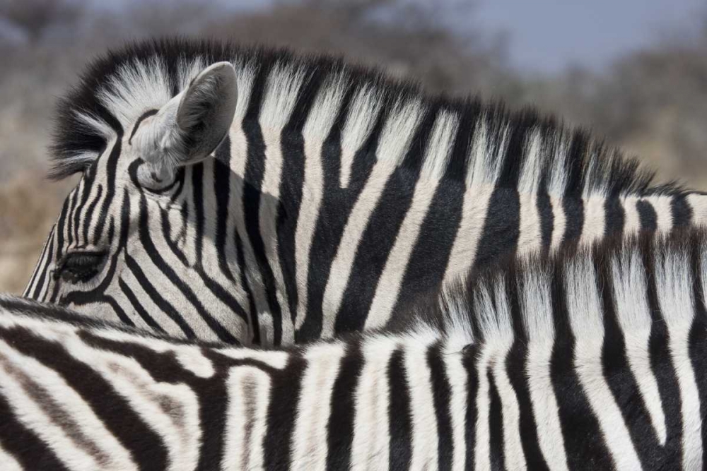 Art Print: Namibia, Etosha NP Patterns formed by two zebras