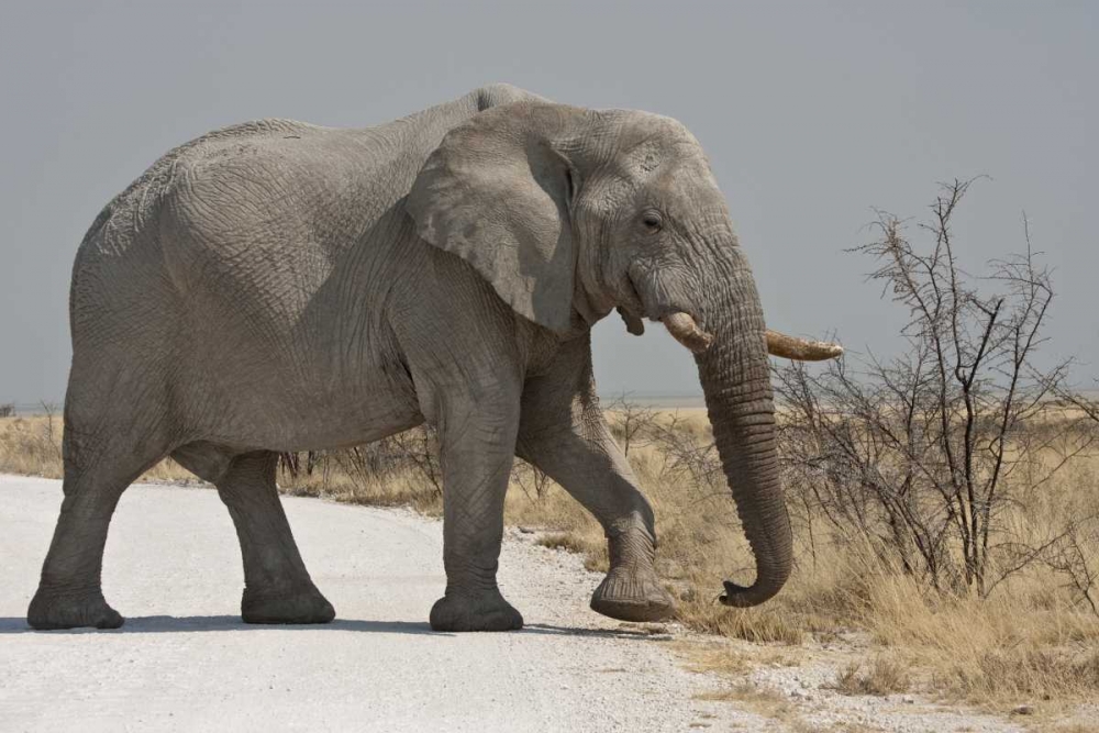 Art Print: Namibia, Etosha NP Elephant crossing a road