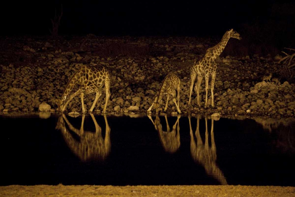Wall art: Namibia, Etosha NP Giraffe drinks at Okaukuejo, by Young, Bill