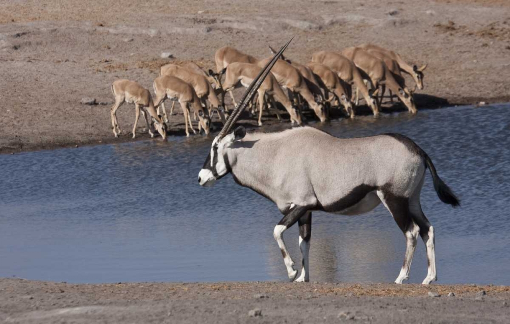 Art Print: Namibia, Etosha NP Oryx and black-faced impala