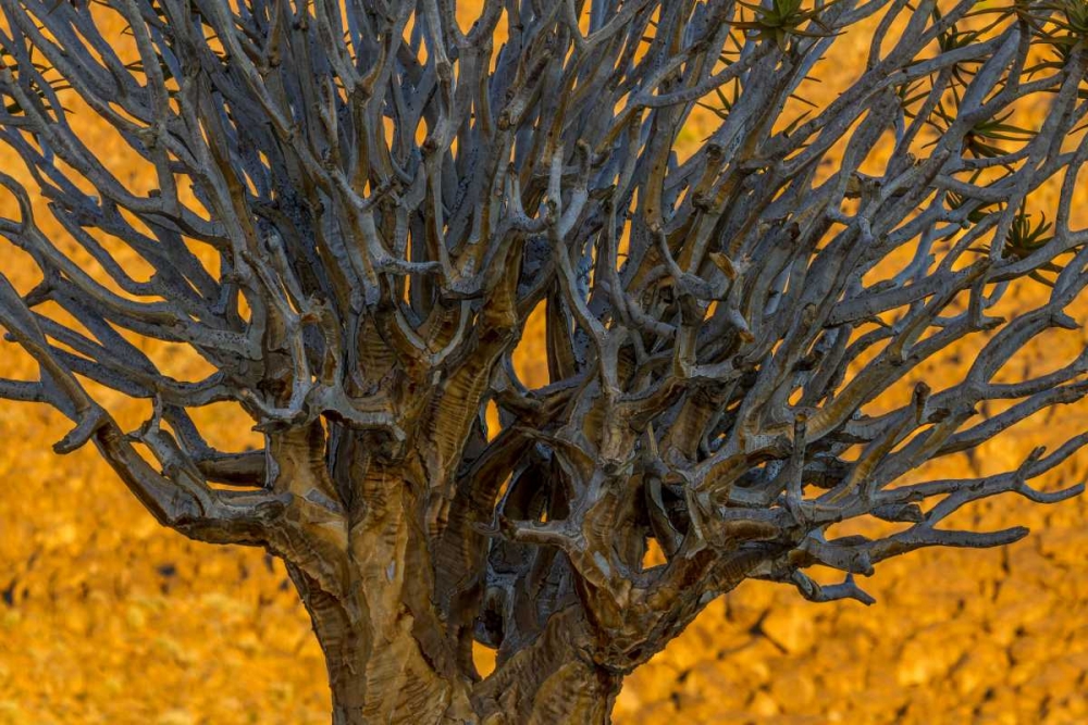 Art Print: South Richtersveld NP Quiver tree