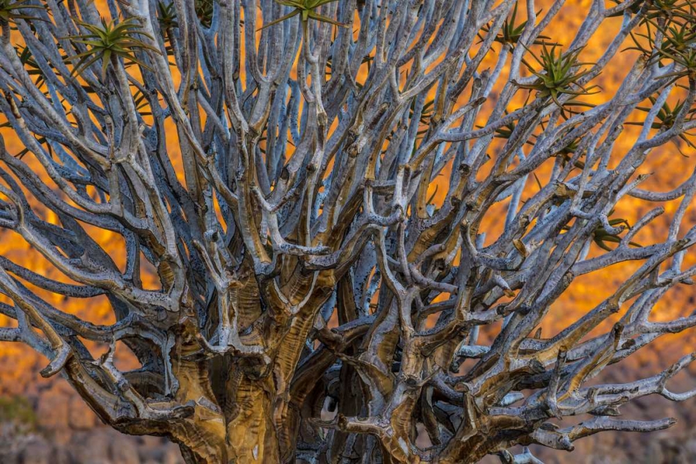 Art Print: South Richtersveld NP Quiver tree