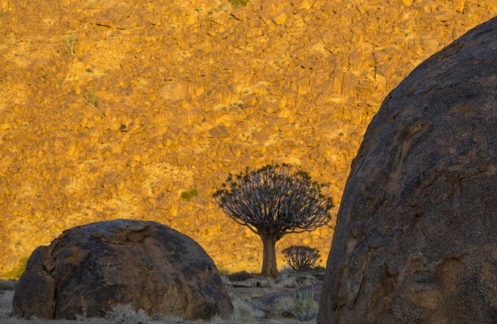 Art Print: South Africa Quiver trees and boulders