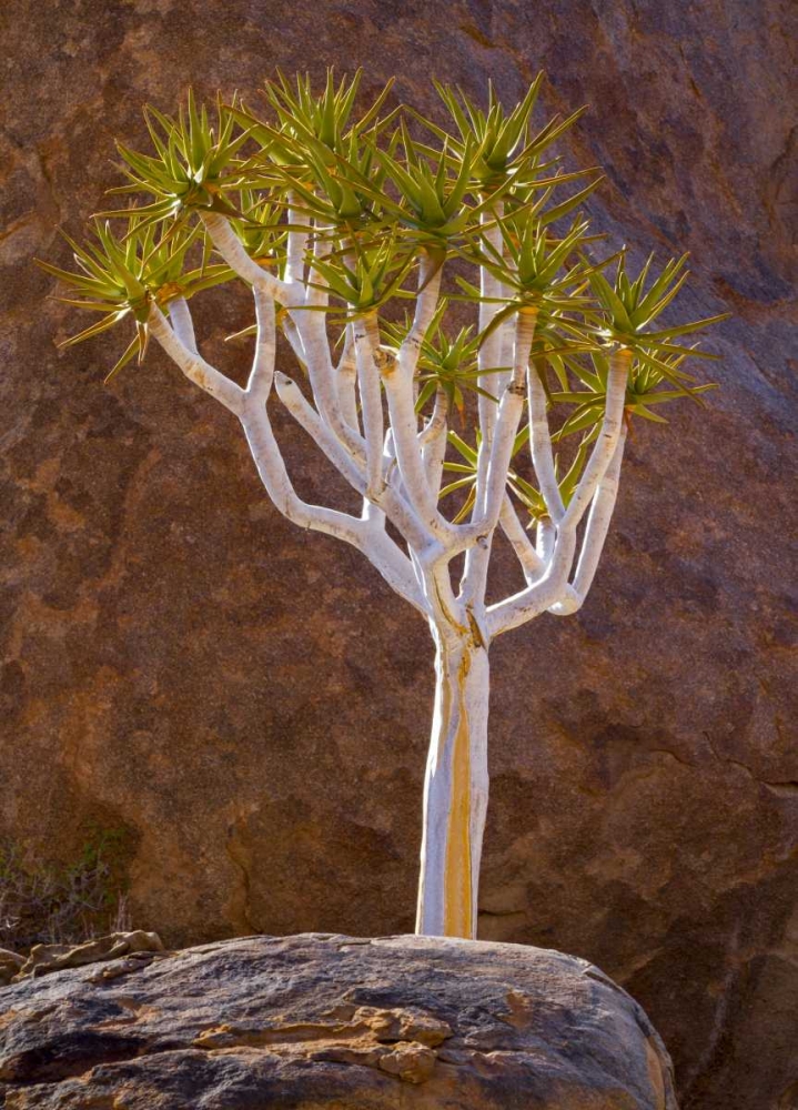 Art Print: South Richtersveld NP Quiver tree and boulders