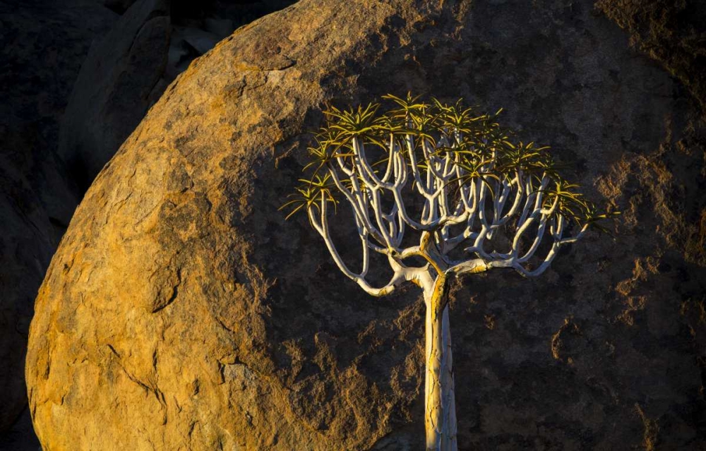 Wall Art Painting id:136374, Name: South Richtersveld NP Quiver tree and boulder, Artist: Young, Bill