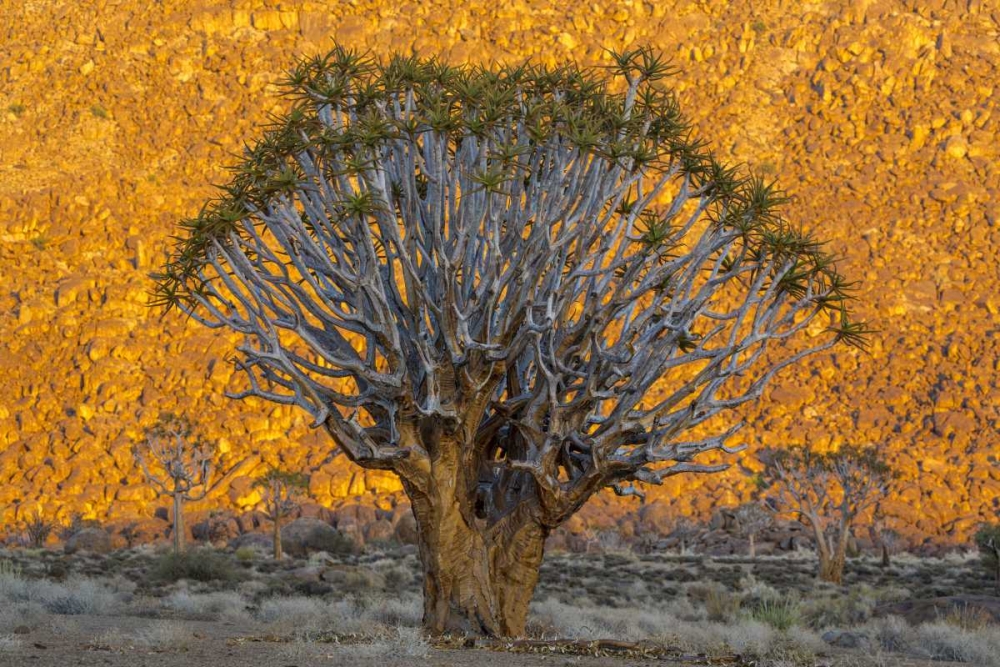 Wall Art Painting id:136492, Name: South Richtersveld NP Quiver trees against hill, Artist: Young, Bill