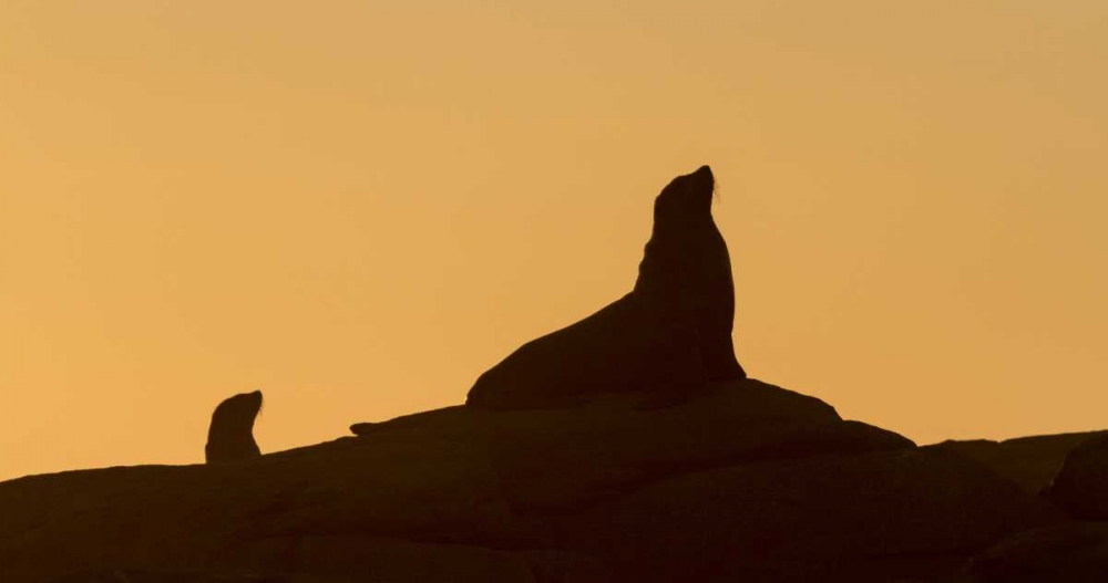 Wall art: South Boulderbaai Seal silhouetted at sunset, by Young, Bill