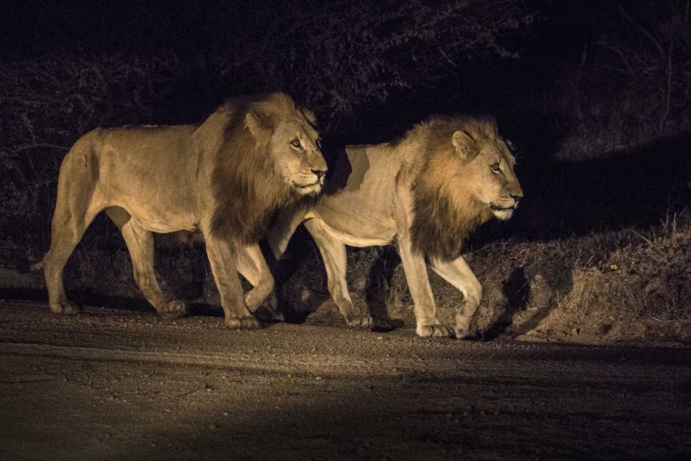 Art Print: South Africa, Two male lions walking at night