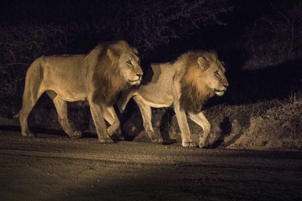 Wall Art Painting id:136715, Name: South Africa, Two male lions walking at night, Artist: Zuckerman, Jim