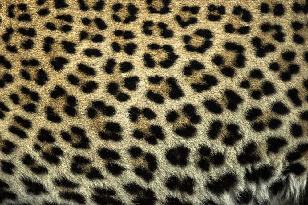 Wall Art Painting id:136623, Name: South Africa Close up of Leopard spots, Artist: Zuckerman, Jim