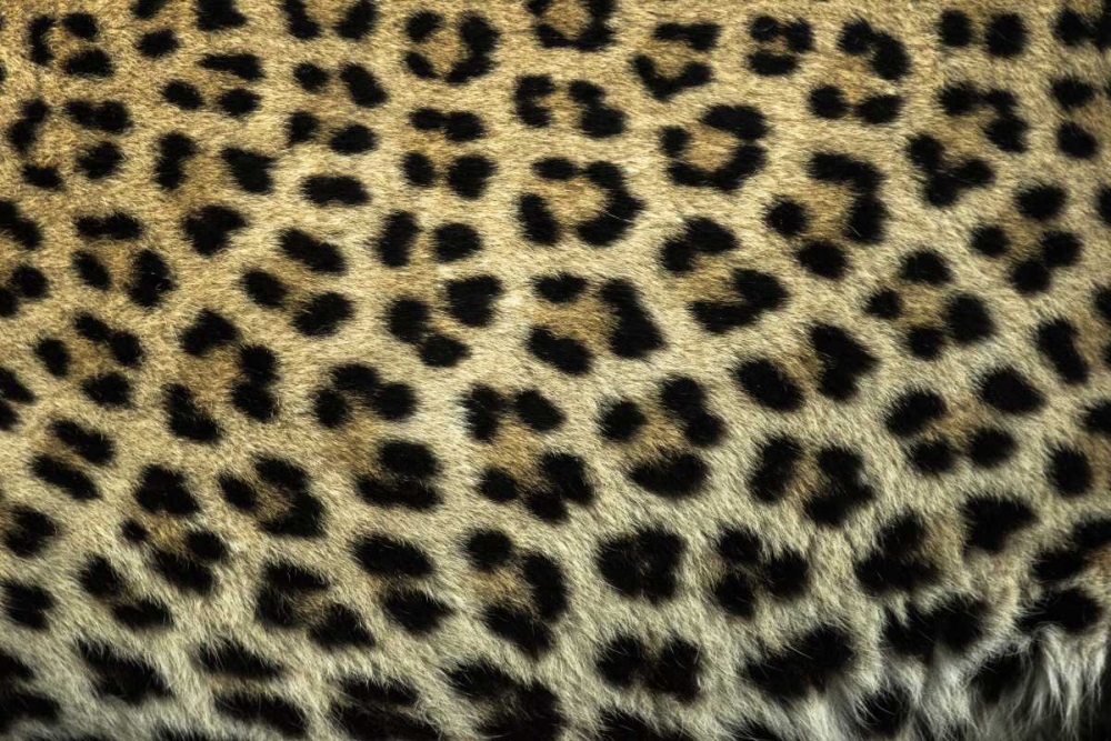 Art Print: South Africa Close up of Leopard spots