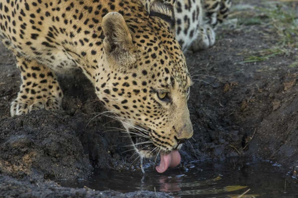 Wall Art Painting id:136744, Name: South Africa, Leopard drinking from a waterhole, Artist: Zuckerman, Jim