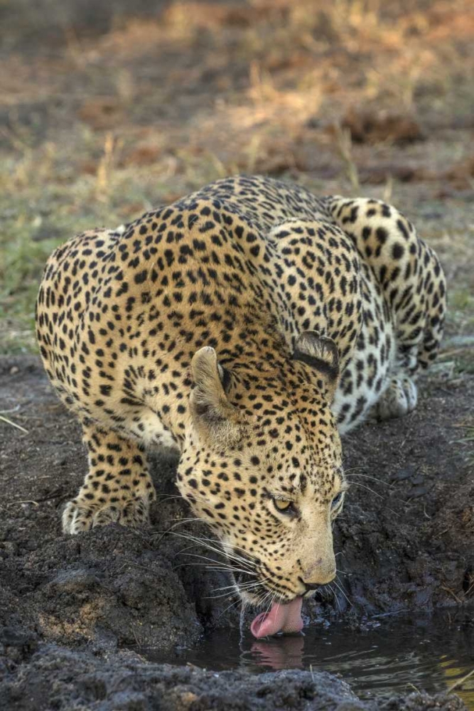 Wall Art Painting id:136745, Name: South Africa, Leopard drinking from a waterhole, Artist: Zuckerman, Jim