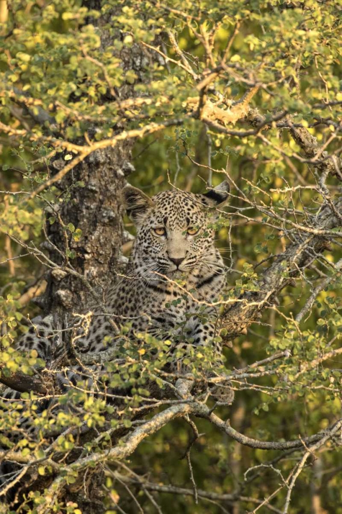 Art Print: South Africa, Leopard cub hiding from hyenas