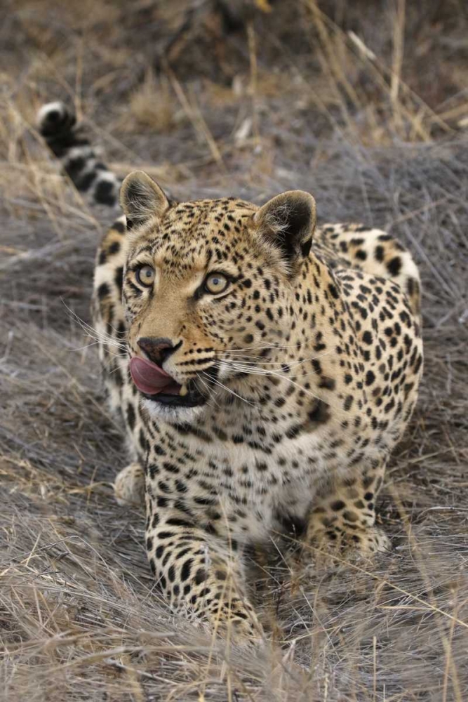 Art Print: South Africa, Crouching leopard