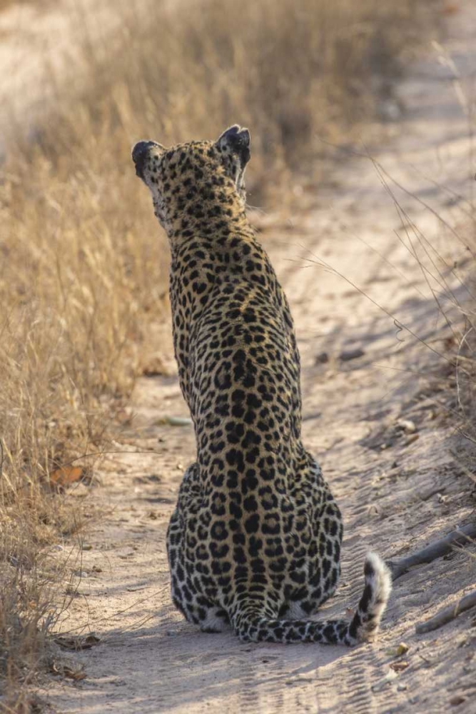 Art Print: South Africa, Back of leopard sitting in road