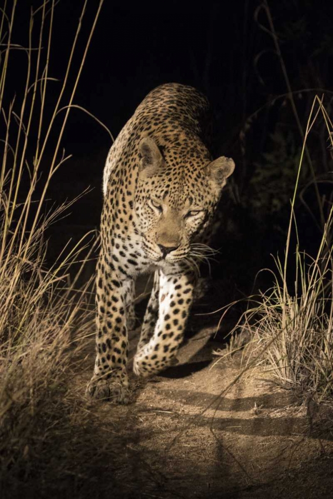 Art Print: South Africa, Leopard walking trail at night