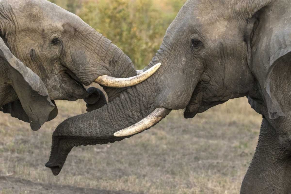 Art Print: South Africa, Sparring elephants