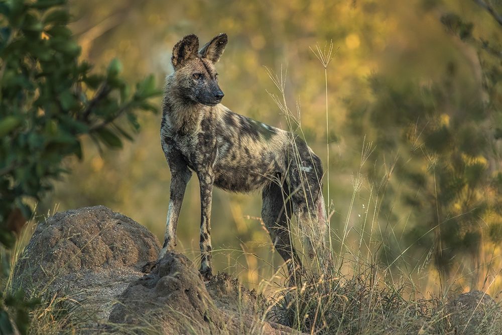 Wall Art Painting id:398820, Name: South Africa-Sabi Sabi Private Reserve Wild dog at sunrise, Artist: Jaynes Gallery