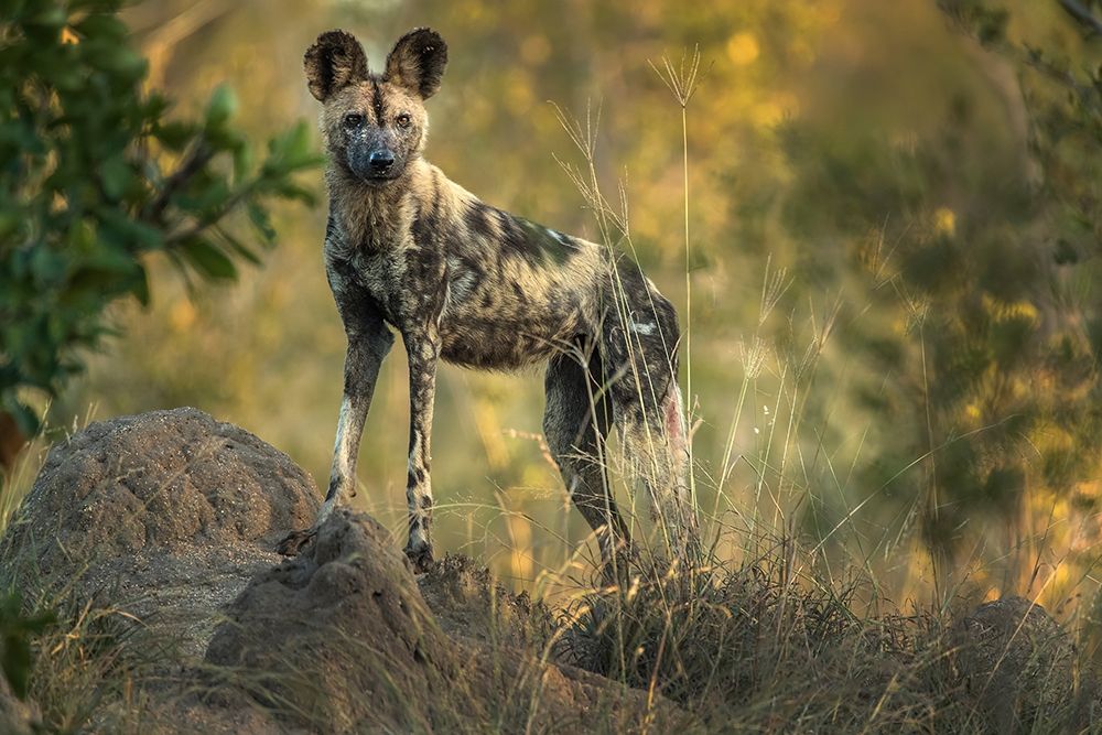 Art Print: South Africa-Sabi Sabi Private Reserve Wild dog at sunrise