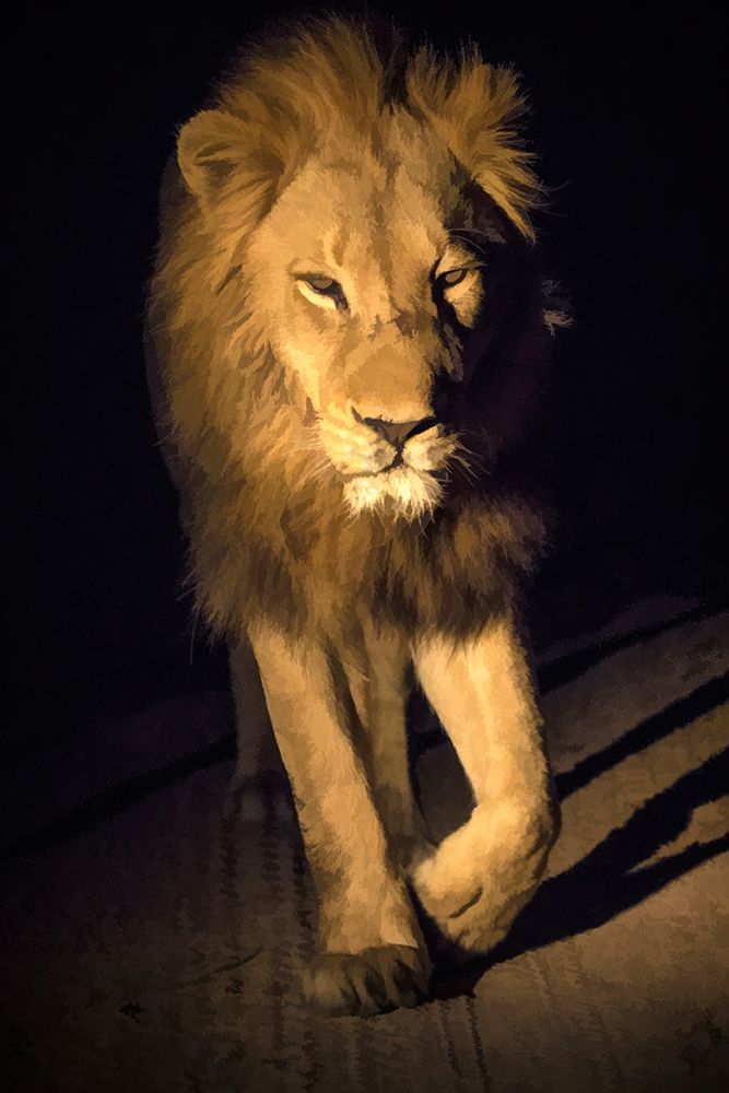 Art Print: South Africa-Sabi Sabi Private Reserve Abstract of male lion walking